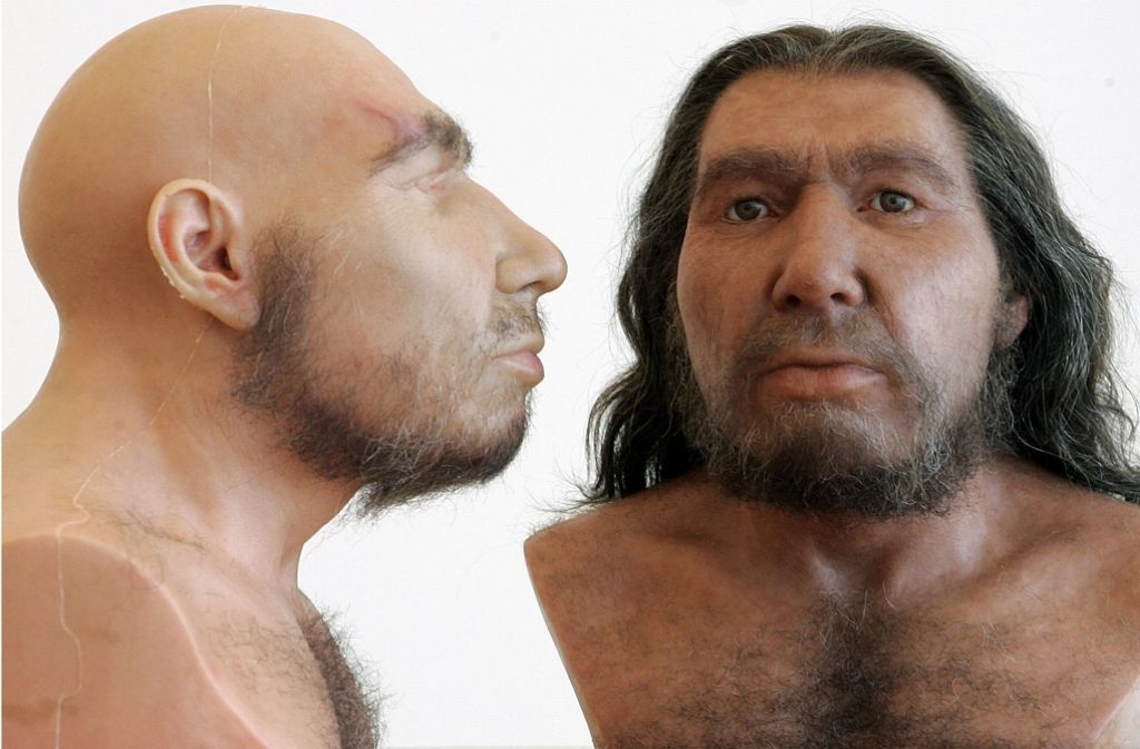 So könnte er ausgesehen haben – der Homo neanderthalensis (Büsten im Rheinischen Landesmuseum in Bonn). Foto: dpa