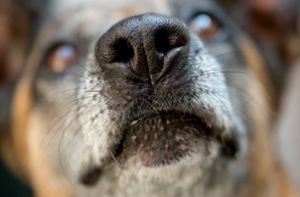Über 8000 Hunde wegen Tollwutangst eingeschläfert