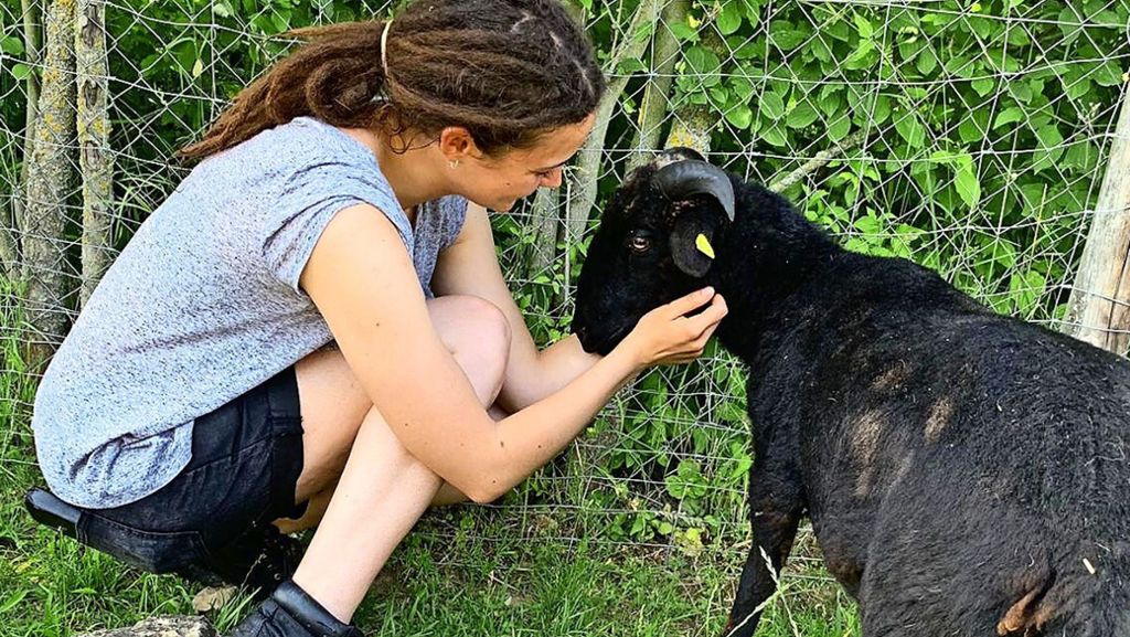 Jugendfarm Kornwestheim: Nach Schafschlachtung: Technik schützt nun die Tiere