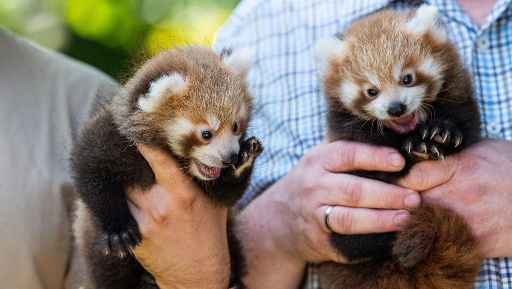 Dortmunder Zoo: Niedlicher Nachwuchs bei Kleinen Pandas