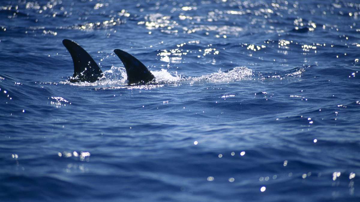 „Operation Shark“: Mehr als sechs Tonnen Haiflossen in Panama beschlagnahmt