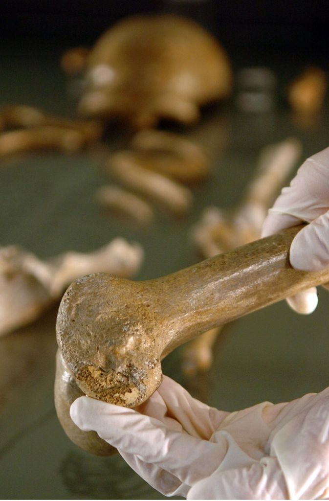 Knochensammler: Eine Wissenschaftlerin passt ein Knochenstück des Oberschenkels an das Knie des Neandertalers an.