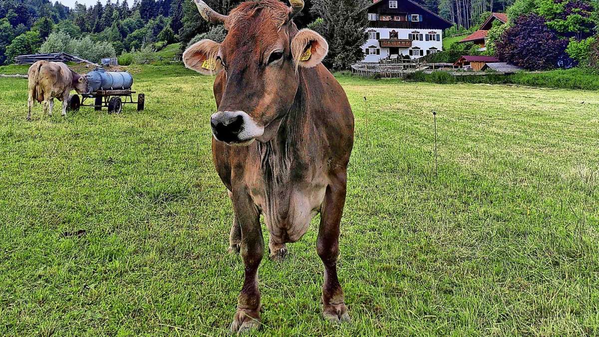 Ferien auf dem Bauernhof: Gnadenreiches Leben für Kühe
