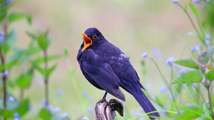 Vögel im Frühjahr: Liebesgesänge zur blauen Stunde