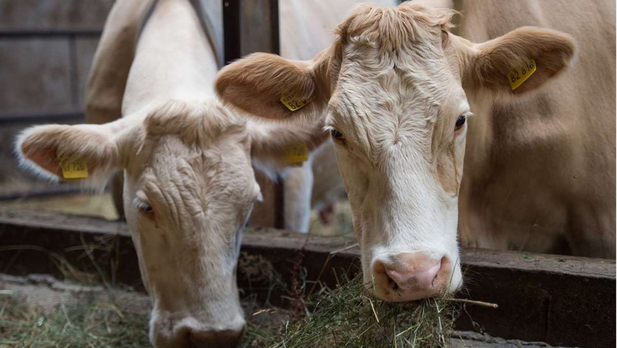 Rinder im Dunkeln gehalten?: Peta erhebt Vorwürfe gegen Gerlinger Landwirt