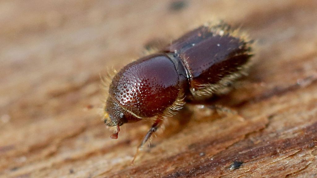 Minster warnt vor Borkenkäferkatastrophe: Käferholz  muss schnell  aus dem Wald