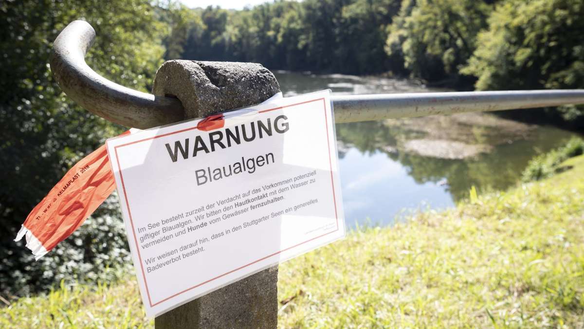 Bakterien in Stuttgarter Seen: Blaualgen: Noch keine Entwarnung