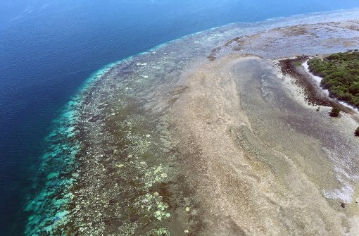 Dritte Korallenbleiche hat verheerende Folgen