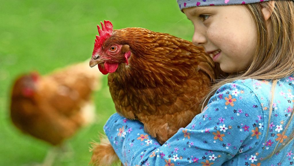 Nach der Rettung in Stuttgart-Degerloch: Jeder kann Hühner bei sich aufnehmen