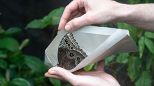 Im Briefumschlag transportiert – die Neulinge   im Schmetterlingshaus