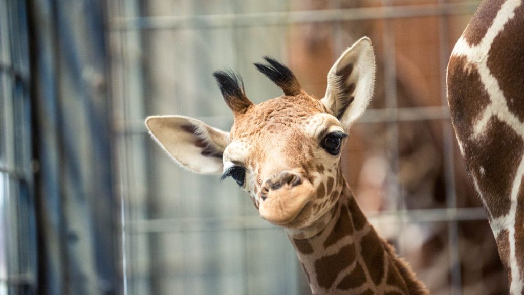 Video aus der Wilhelma: So kam das Giraffen-Baby auf die Welt