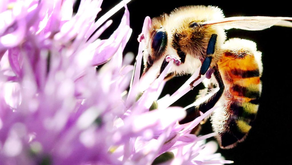 Artenschutz: Referendum für Bienen: Kretschmann hält Abstand