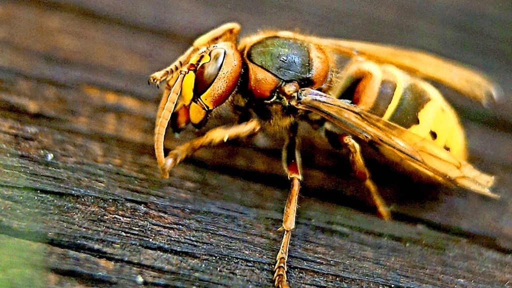 Wespen und Bienen: Wer diese Insekten tötet, kann ordentlich zur Kasse gebeten werden