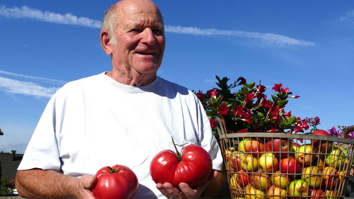Hobbygärtner in Holzgerlingen: Tomate bringt knapp ein Kilo auf die Waage