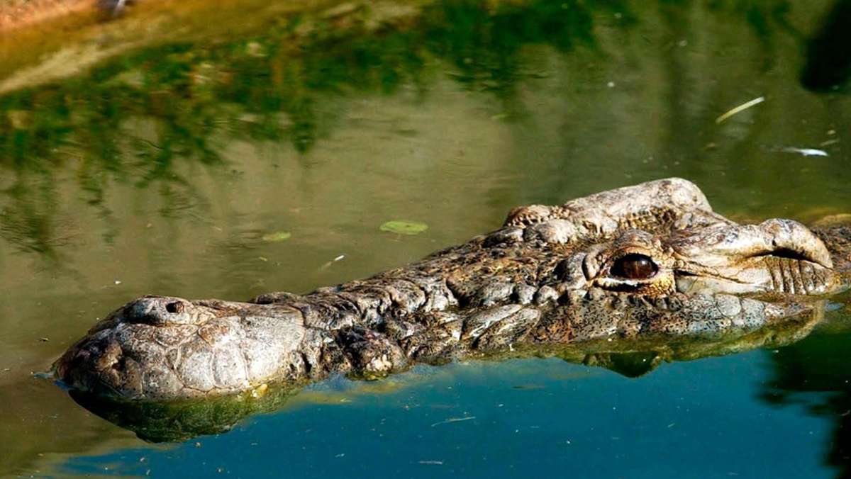 Australien: Krokodil packt Kopf - Mann überlebt Angriff