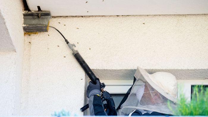 Wer wegen Wespen fuchtelt und pustet, riskiert einen Stich