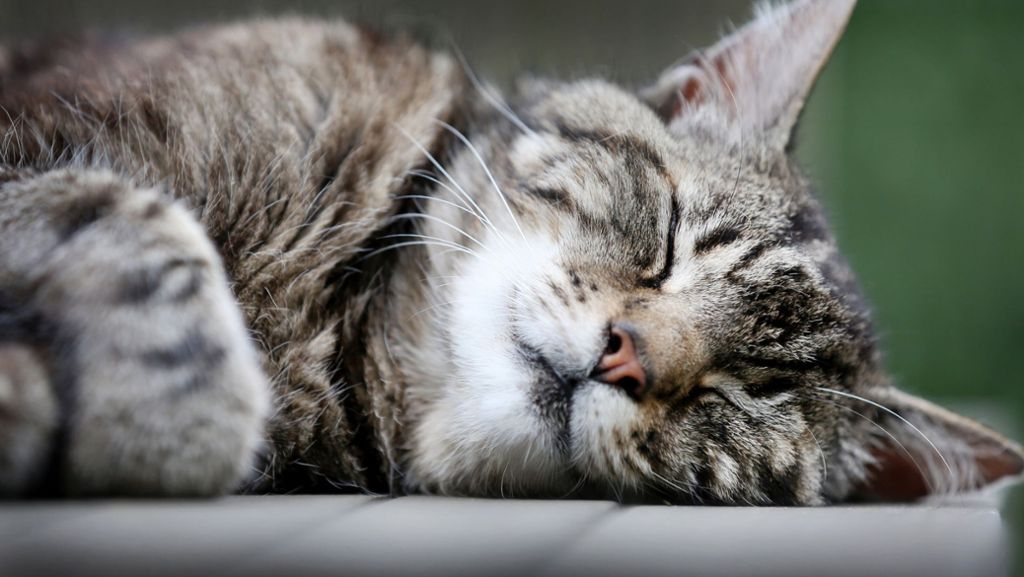 Coronavirus bei Tieren: Katzen in den USA infiziert - keine Gefahr durch Haustiere