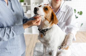 Tierarztkosten-Erhöhung - Hunde (Tabelle)