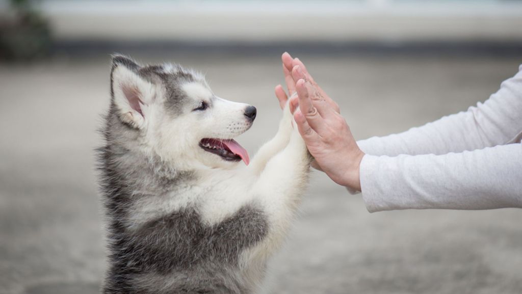 Tipps für frische Hundebesitzer: So trainieren Sie Ihren Welpen richtig
