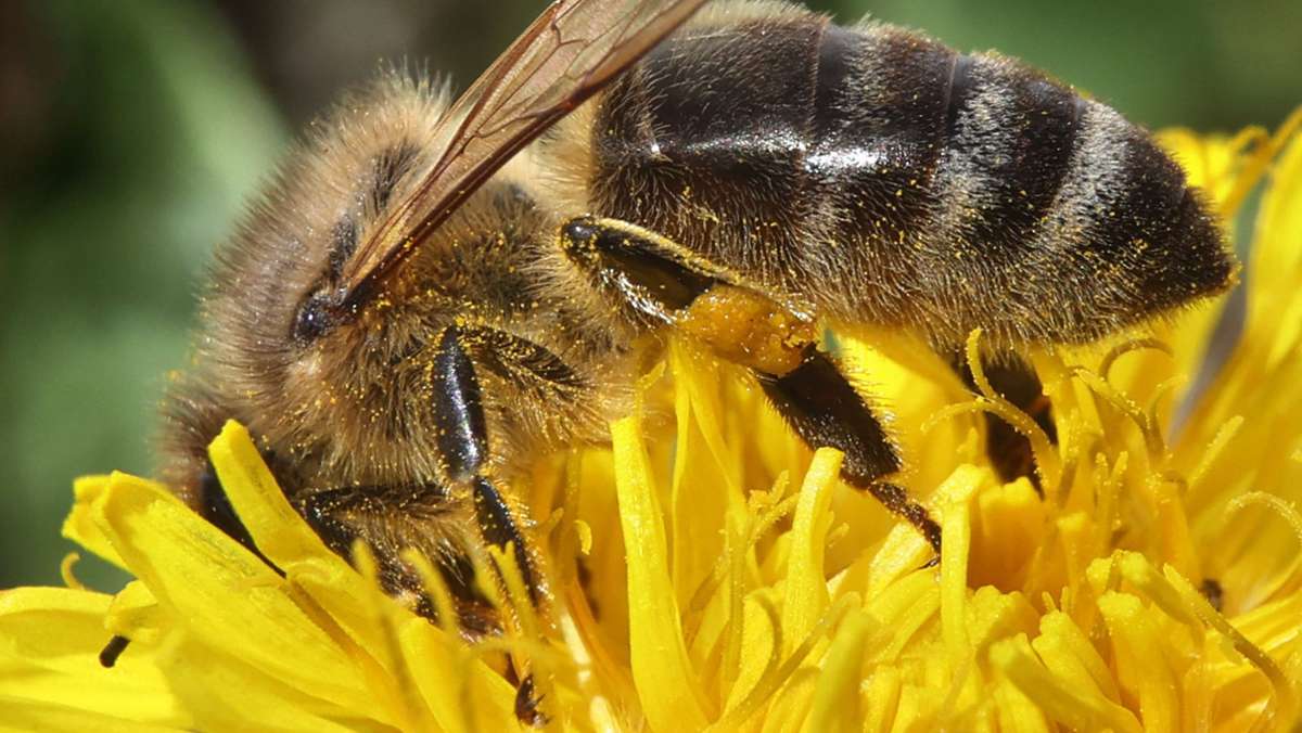  Sobald es wieder wärmer wird, beginnt für Imker die Saison. So mancher hat in diesem Frühjahr aber Verluste zu verzeichnen. Am Bodensee haben Diebe Tausende Bienen gestohlen. 