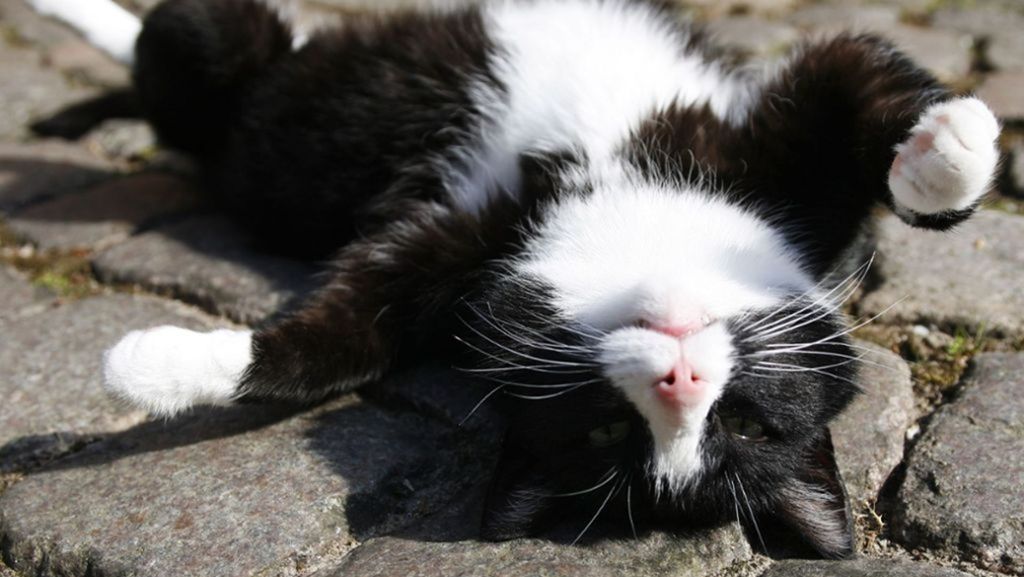 Haustiere: Katzen können ihren Namen erkennen