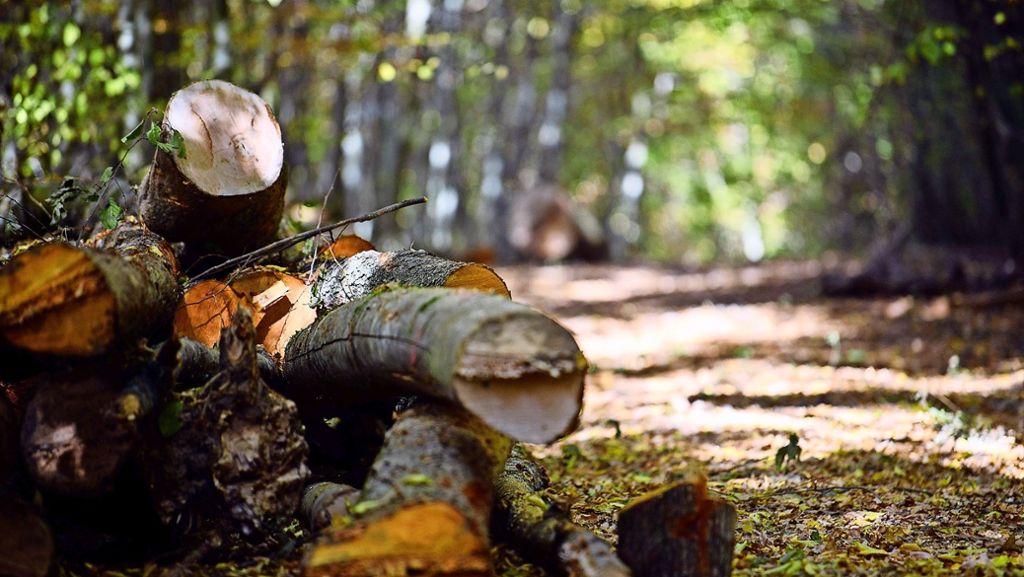Bäume auf den Fildern: Schädlinge machen dem Wald zu schaffen