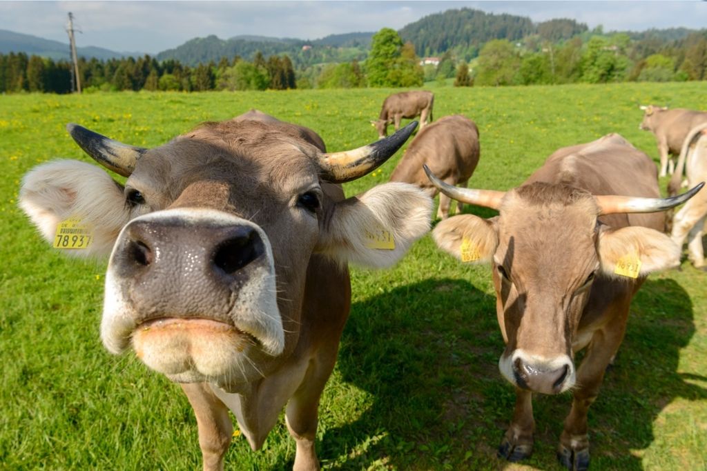 Allgäuer Kühe und Natur erleben