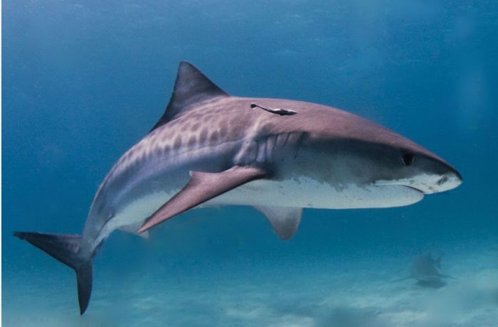 Was macht man bei einem  Hai-Angriff?