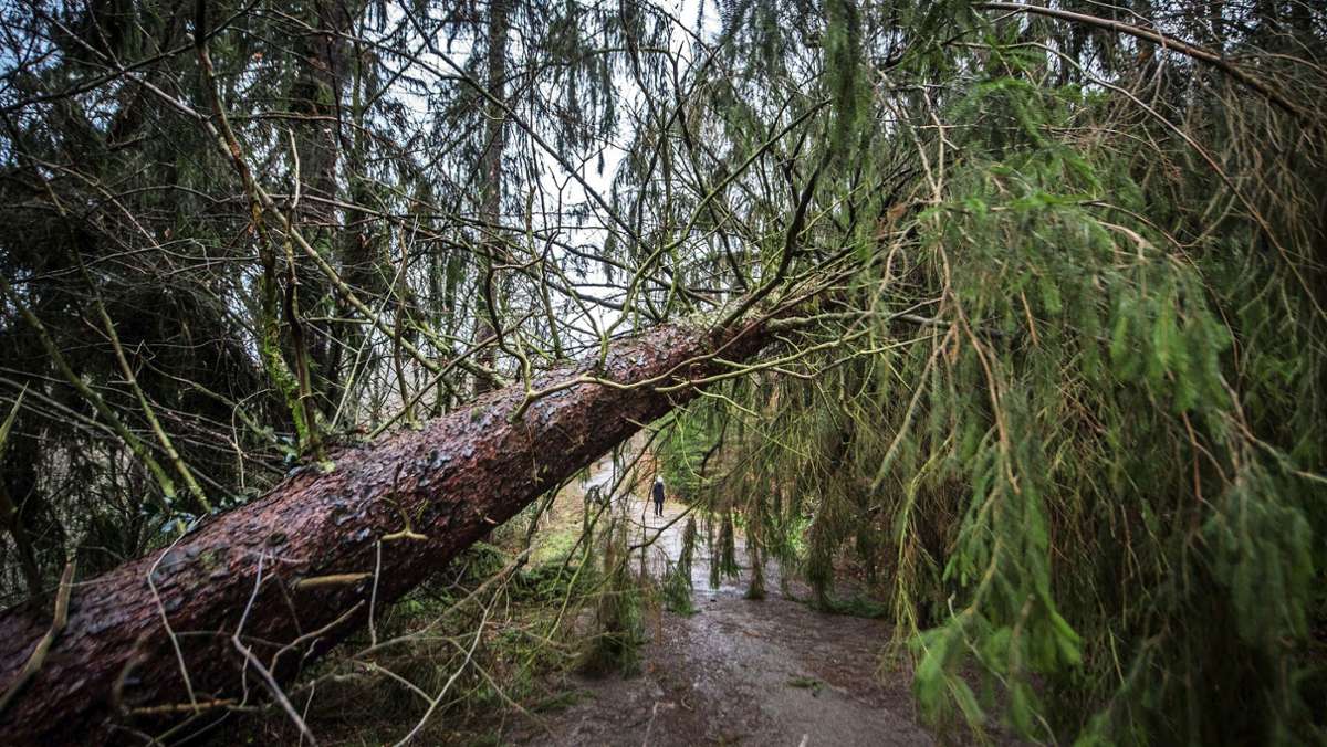 Sturmschäden rund um Stuttgart: Vorsicht beim Spaziergang durch den Wald