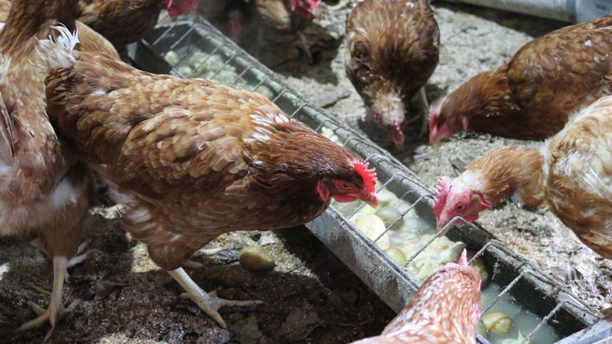 Behrenhoff in Mecklenburg-Vorpommern: Einbrecher schalten Stall-Lüftung aus: Fast 23.000 Hühner tot