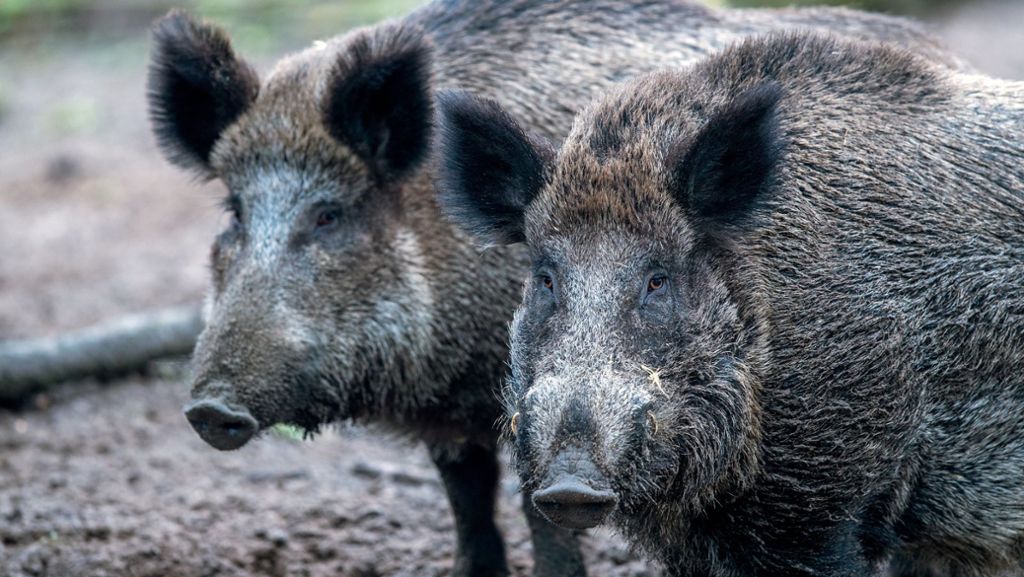  Dass mit Wildschweinen nicht zu spaßen ist wissen zwei Wandere spätestens jetzt. Sie retten sich vor den aufgescheuchten Tieren auf einen Holzstoß. 