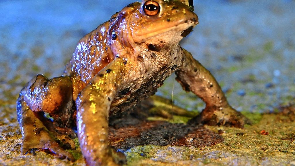 Amphibienwanderung auf der Filderebene: Helfer finden immer weniger Kröten