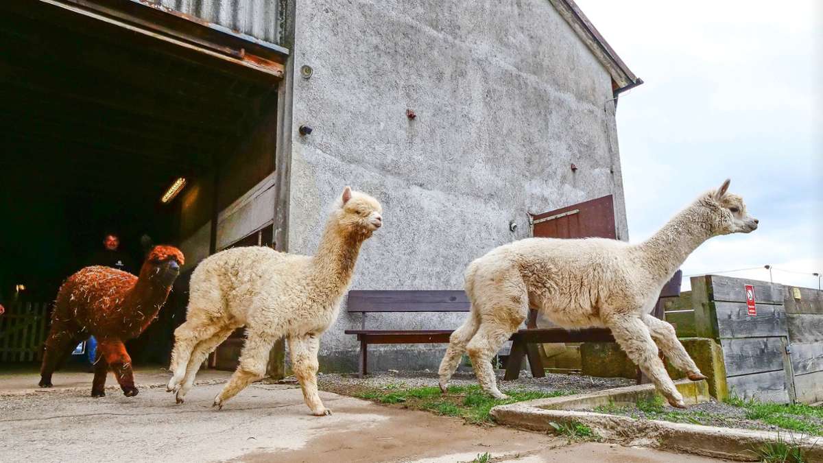 Alpakas im Heckengäu: Hier leben Weissachs flauschigste Bewohner