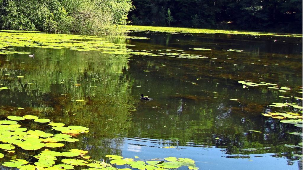 Bärensee in Filderstadt: Der Erbauer meldet sich  zur See-Rettung zu Wort