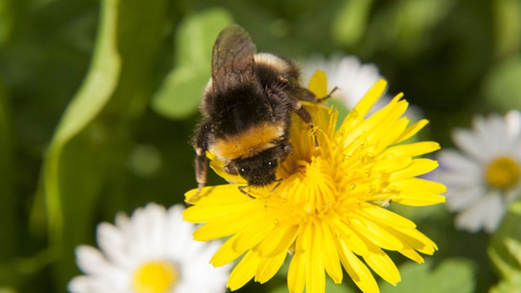 Vögel, Bienen, Schmetterlinge & Co.: So machen Sie Ihren Balkon tierfreundlich