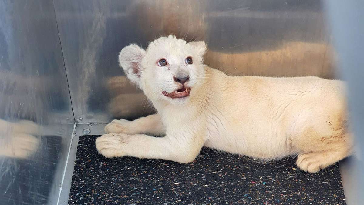 Unfall mit Löwenbaby auf A5: Kleine Löwin „Lea“ wurde zu früh von der Mutter getrennt