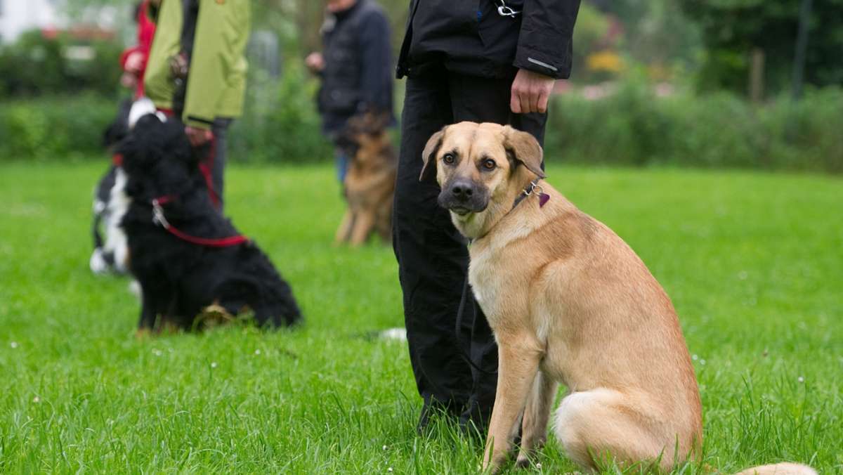Baden-Württemberg: Was der Hundeführerschein für Senioren bedeutet