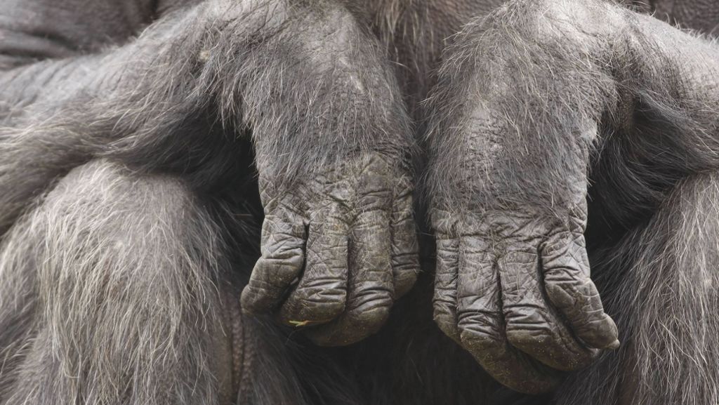 Mysteriöser Fund westlich von München: Hand und Fuß von Affen in Wald gefunden