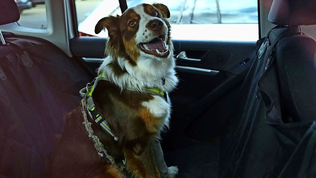 Tierrettung auf dem Frühlingsfest: Hund aus verschlossenem Auto gerettet