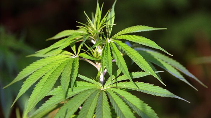 Cannabis: Debatte über Legalisierung: Kiffen ist nur selten legal