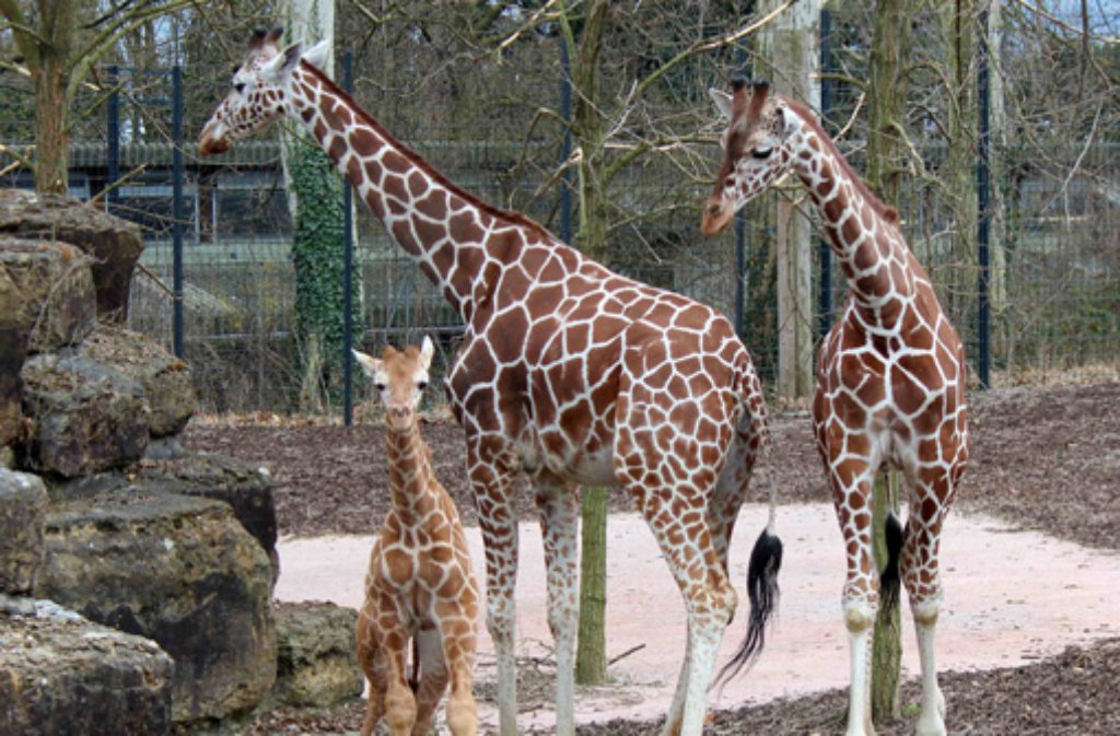 Giraffen-Jungbulle Nabil (rechts) mit seiner Mutter Kiburi (Mitte) und seinem kleinen Bruder Dschibuto. Nabil lebt nicht mehr in der Wilhelma in Stuttgart, er wurde nach Südspanien in seien Safaripark gebracht. Foto: Wilhelma 