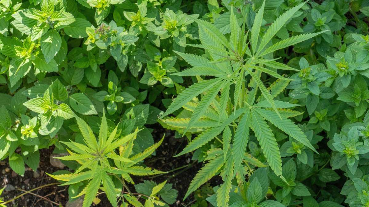 Bei Paderborn: Polizei entdeckt Cannabisplantage mit 1900 Pflanzen