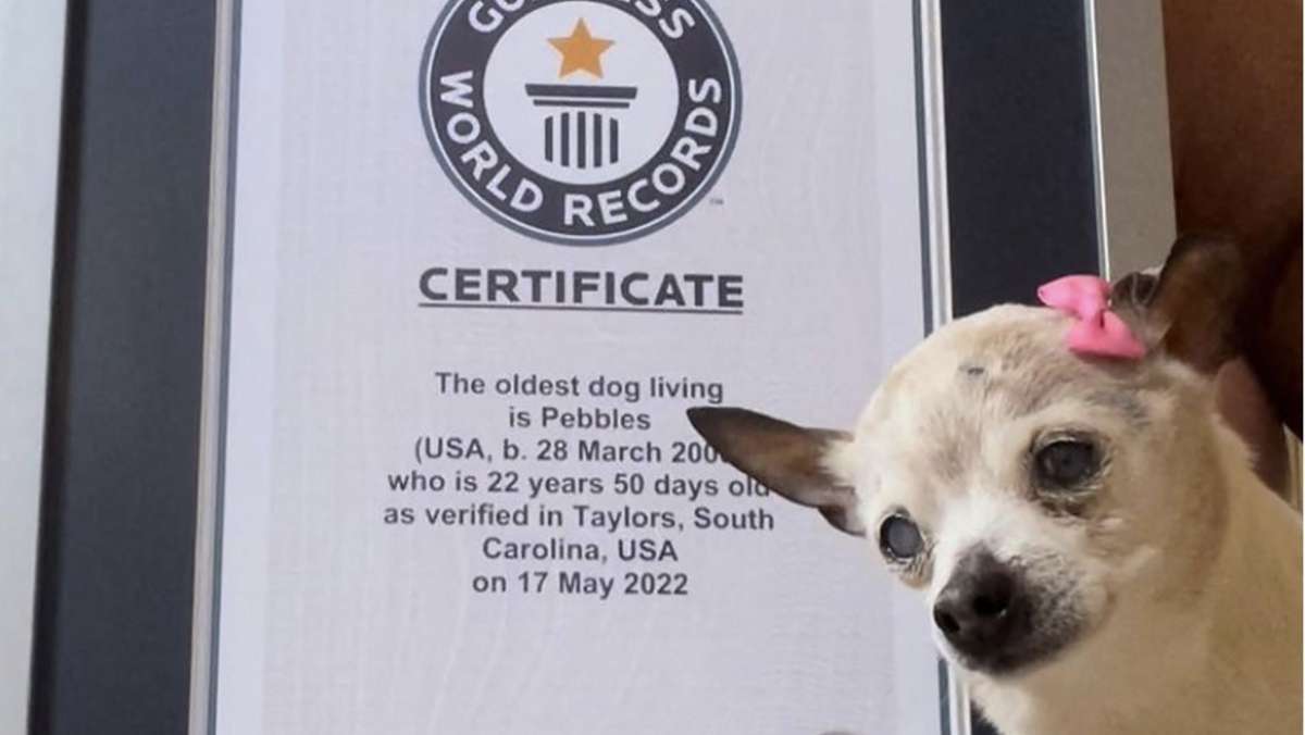 „Ältester Hund der Welt“ tot: Hündin Pebbles hielt Guinness-Weltrekord