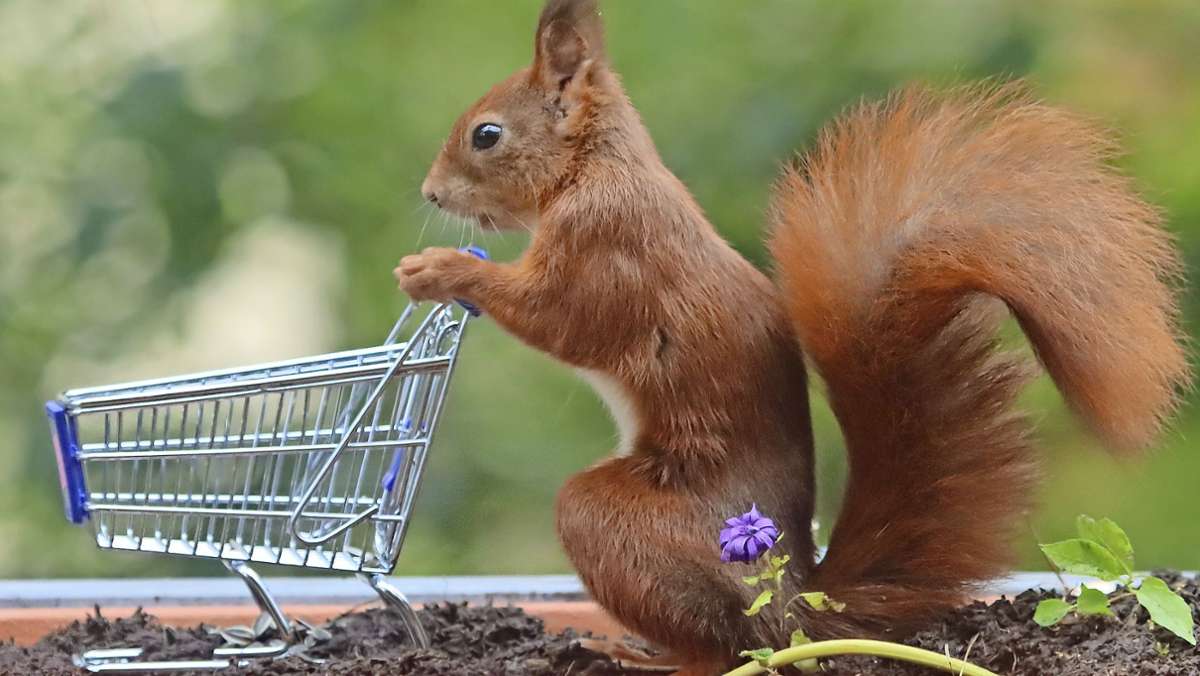 Putziges Foto aus Möhringen: Eichhörnchen auf Besorgungstour