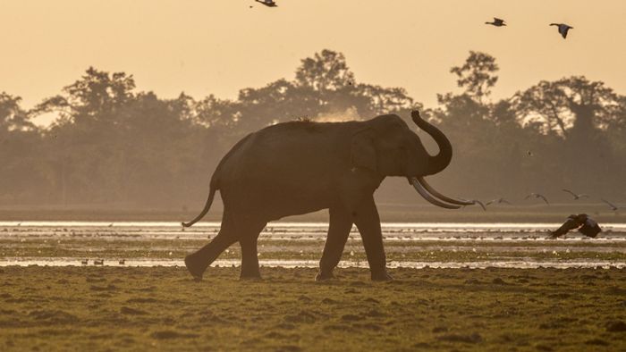 18 Elefanten bei Gewitter in Indien gestorben
