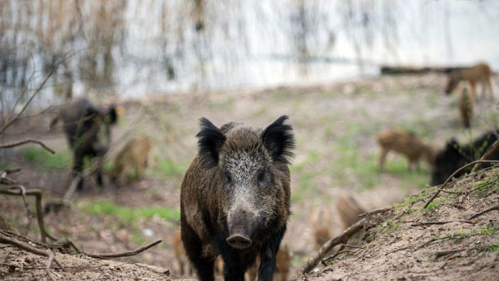 Peter Hauk empfiehlt Massentötung von Wildschweinen