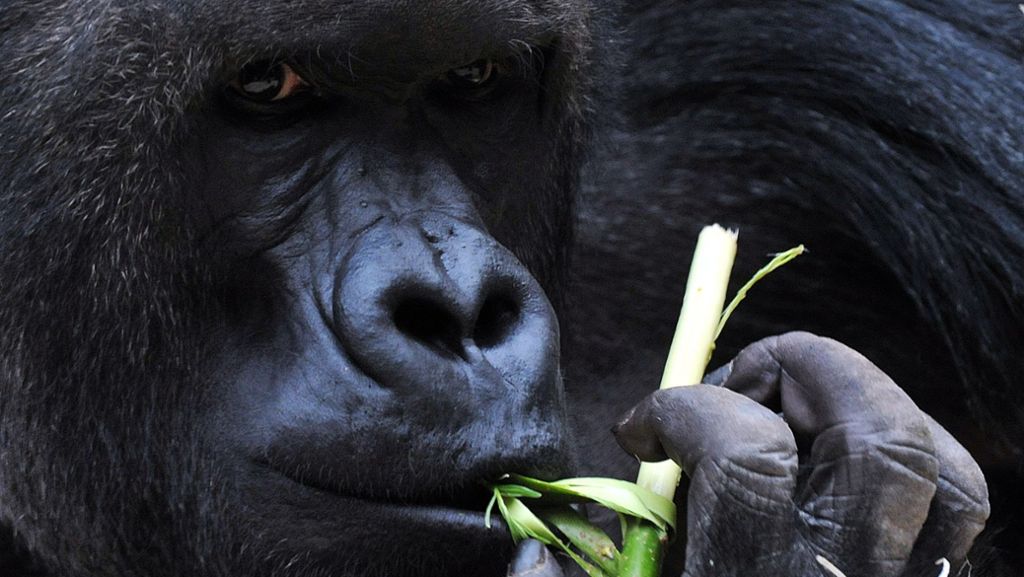 Paarbeziehungen bei Gorillas: Tschüss, Alter!