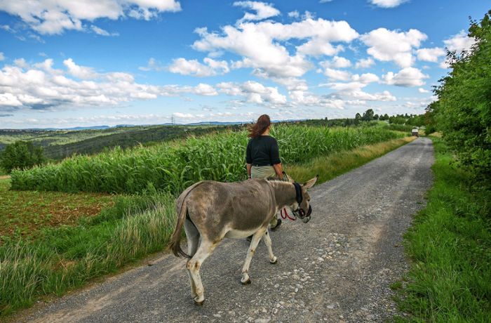 Eseltrekking auf dem Schurwald: Störrisch ist bei dieser Wanderung keiner
