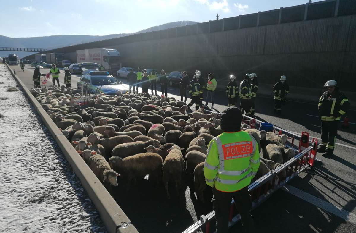Rund 300 Schafe konnten gerettet werden.