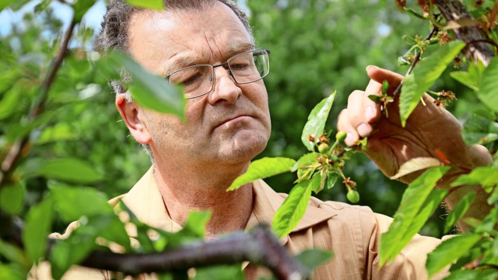 Manfred Nuber im Interview: Obst-Experte warnt vor massiven Trockenschäden